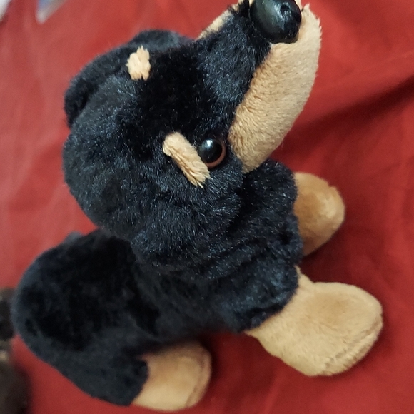 Puppy Black & Tan - Picture 2 of 8